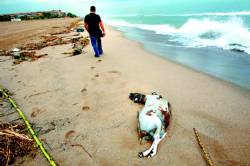 Imatge de la cabra que va aparèixer morta a la platja de Gavà Mar (14 de setembre de 2006)